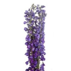 Delphinium Hybrid Purple Super, 100 To 120cm