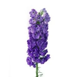 Delphinium Hybrid Purple, 80 To 90cm