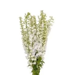Delphinium Hybrid White, 80 To 90cm