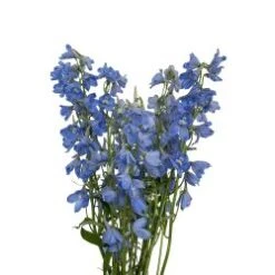 Delphinium Light Blue, Sky Waltz 60 To70 Cm