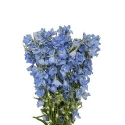 Delphinium Light Blue, Sky Waltz 90 Cm , Super Tall