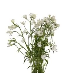 Delphinium BLUSH PINK 60 Cm ( Sinensis Spray)