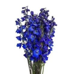 Delphinium - Sea Waltz, 60 To 70 Cm