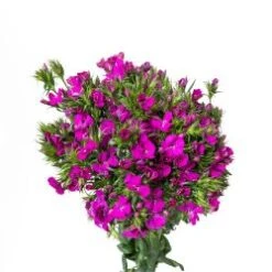 Dianthus Purple - Sweet Williams