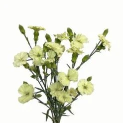 Dianthus Solomio - Berni Green