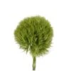 Dianthus Green Super Ball, 55 To 60 Cm