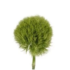 Dianthus Green Super Ball, 55 To 60 Cm