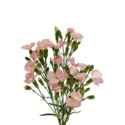 Dianthus Solomio - GIL Blush Pink