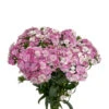 Dianthus -Medium Pink