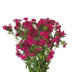 Dianthus Hot Pink / Fuchsia - Sweet Williams