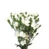 Dianthus Solomio - Large White