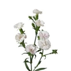 Dianthus Lilipot White, 50 Cm