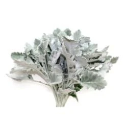 Dusty Miller Fat Leaf 40cm