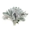 Super Tall Dusty Miller Fat Leaf 60cm