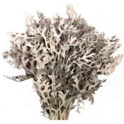 Dusty Miller Cut Lacy Leaf, 50cm
