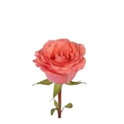 Bulk Rose - Coral - Minimum 40 Cm