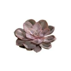 Echeveria Fresh Cut Green-Silver-Pink (Succulent) Medium, 10cm