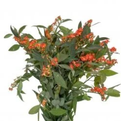 Euphorbia Dutch Orange 70 - 80cm