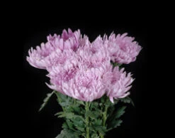 Football Lavender Mum