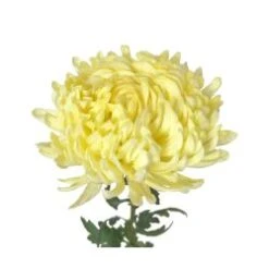 Football Yellow, Smaller Heads, South America