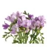 Freesia Lavender Extra