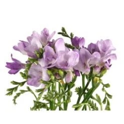 Freesia Lavender Extra