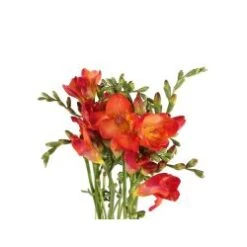Freesia Orange
