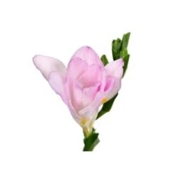 Freesia Light Pink
