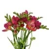 Freesia Double Hot Pink Extra