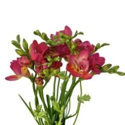 Freesia Double Hot Pink Extra