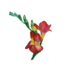 Freesia Red