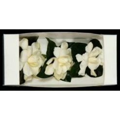 Gardenia Fancy With Silk Leaves (3 Blooms Per Box)