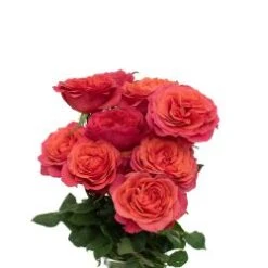 Garden Rose, Dark Expression Coral, Double Heart