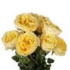 Garden Rose, Cream Campanella/Star - Creamy Yellow