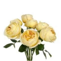 Garden Rose, Caramel Antique - Cream