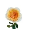 Garden Rose, Effie (David Austin) - Apricot