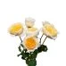 Flower Promotion Shop -Flower Promotion Shop GARDDAPEF 5 74x74 1