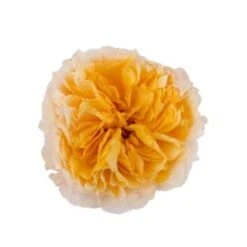 Flower Promotion Shop 34 Garden Rose, Beatrice (David Austin) - Golden Peach