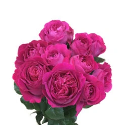 Garden Rose, Capability - David Austin -Hot Pink/Fushia