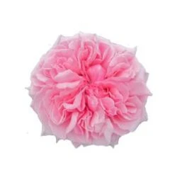 Garden Rose, Miranda (David Austin) - Light Pink