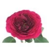Garden Rose Darcey - Fuchsia To Red Color