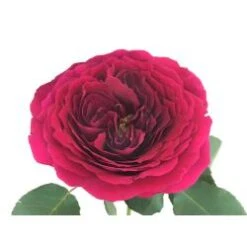 Flower Promotion Shop 29 Garden Rose Darcey - Fuchsia To Red Color