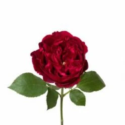 Garden Rose, Tess (David Austin) - Red