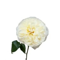 Garden Rose, Leonora (David Austin) - Cream White