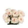 Garden Rose, Purity (David Austin) White-Peach-Blush