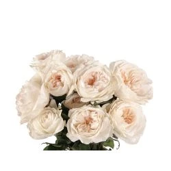 Garden Rose, Purity (David Austin) White-Peach-Blush 1 Garden Rose, Purity (David Austin) White-Peach-Blush