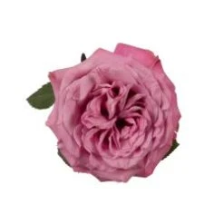 Flower Promotion Shop 25 Garden Rose, Queen Crown - Lavender