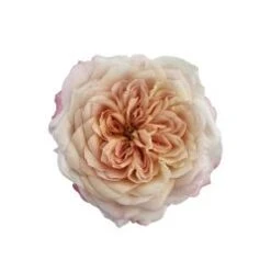 Miyabi Brown Garden Rose