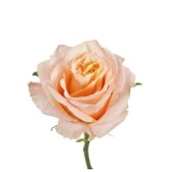 Bulk Rose - Peach - Minimum 40 Cm
