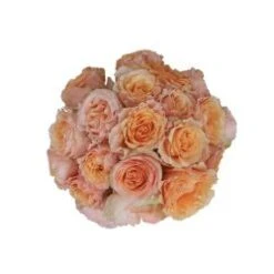 Garden Rose, Peach Campanella - Peach, Ruffly Heads